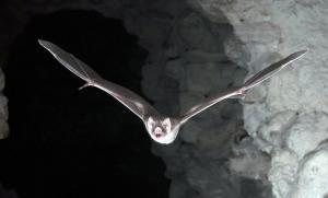 Foto de 2016 mostra morcego da espcie Desmodus rotundus a caminho de uma caada noturna