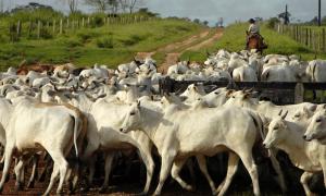 Brasil detecta casos de vaca louca