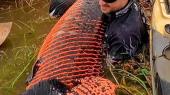 Homem pesca peixe com mais de dois metros e 130 quilos em Rondnia